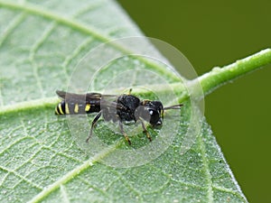 Ectemnius digger wasp on leaf