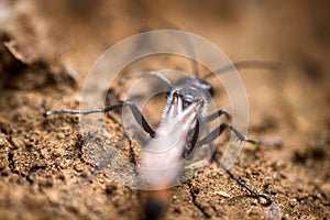 Digger wasps Larra anathema