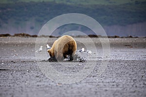 Digging for clams in Katmai