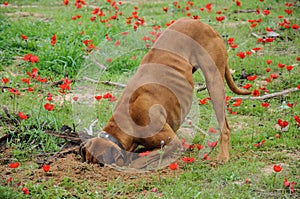 Digging dog, thrust the head into a hole