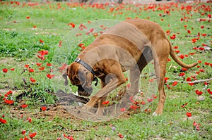 Digging dog, thrust the head into a hole