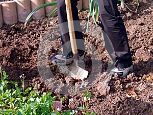 Digging the garden