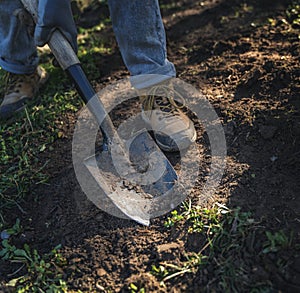 Digging the ground using a shovel, gardening and cleaning, for spring planting in the garden, close-up of a leg and a shovel