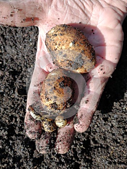 Digging home grown pototes