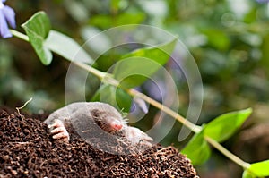 Digging mole out of hole