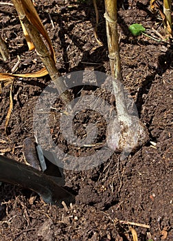 Digging organic garlic (Allium sativum)