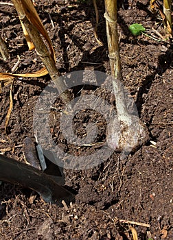 Digging organic garlic (Allium sativum) photo