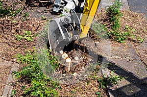 Digging out of trunk and roots with mini excavator. Tree stump removal