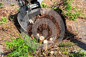 Digging out of trunk and roots with mini excavator. Tree stump removal