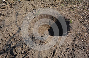 Digging a planting hole 3 times wider than the diameter of the tree`s rootball to plant trees in autumn photo