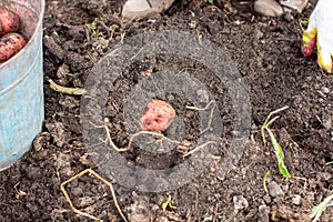 Digging potatoes in the garden. Time of harvest, planting potatoes