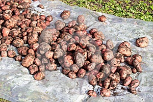 Digging potatoes in the garden. Time of harvest, planting potatoes