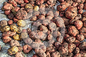 Digging potatoes in the garden. Time of harvest, planting potatoes