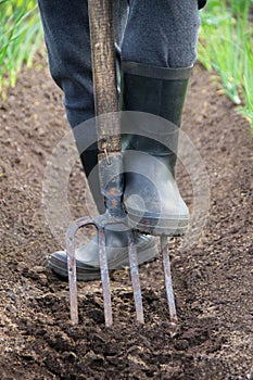 Digging spring soil with shovel