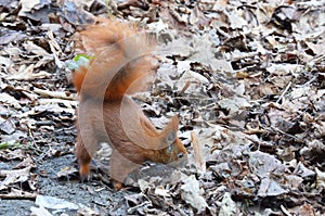 Digging Squirrel