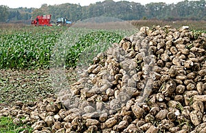 Digging of sugar-beets photo