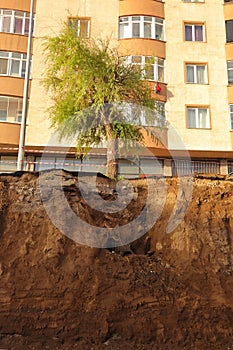 During digging, tree roots that are longer than the trunk of the tree appear.