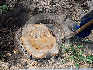 Digging in a tree stump before uprooting
