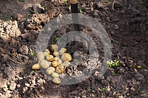Digging up fresh new potatoes from soil with a garden fork