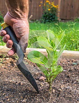 Digging up a lettuce plant