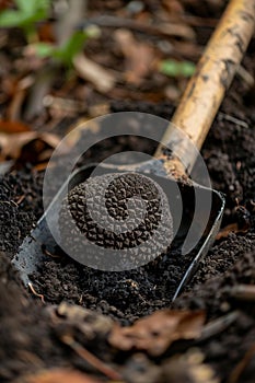 Digging up truffle mushroom in the forest. Selective focus.