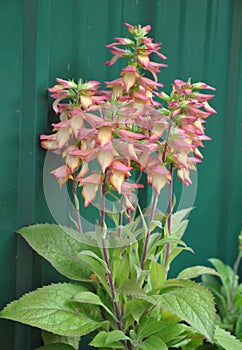 Digiplexis - Illumination Flame