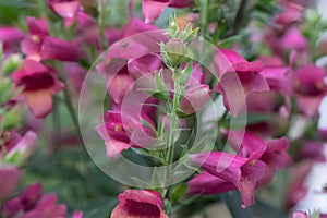 Digiplexis Twilight Plum with tubular plum coloured flowers