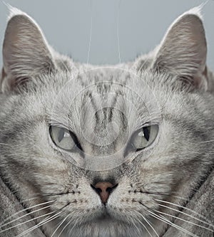 Digital altered portrait of british cat