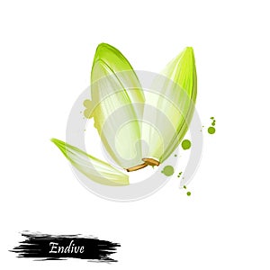Digital art Endive, Cichorium, Cichorium endivia, Salad Chicory isolated on white background. Organic healthy food. Green