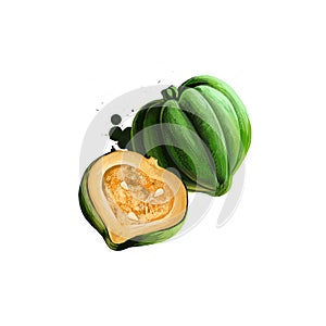 Digital art illustration of Acorn squash, Cucurbita pepo, Pumpkin isolated on white background. Organic healthy food