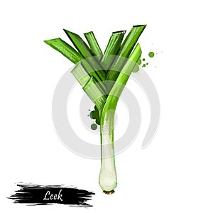 Digital art illustration of Leek or Allium ampeloprasum isolated on white background. Organic healthy food. Green vegetable. Hand