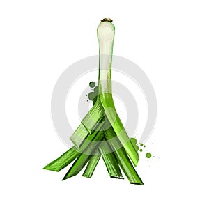 Digital art illustration of Leek or Allium ampeloprasum isolated on white background. Organic healthy food. Green vegetable. Hand