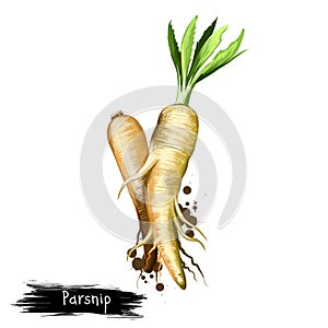 Digital art illustration of Parsnip or Pastinaca sativa isolated on white background. Organic healthy food. Green vegetable. Hand