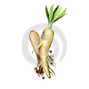 Digital art illustration of Parsnip or Pastinaca sativa isolated on white background. Organic healthy food. Green vegetable. Hand