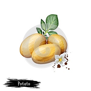 Digital art illustration of Potatoes or Solanum tuberosum isolated on white background. Organic healthy food. Brown vegetable.