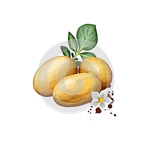 Digital art illustration of Potatoes or Solanum tuberosum isolated on white background. Organic healthy food. Brown vegetable.