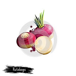Digital art illustration of Rutabaga or Brassica napus isolated on white background. Organic healthy food. Red root vegetable.