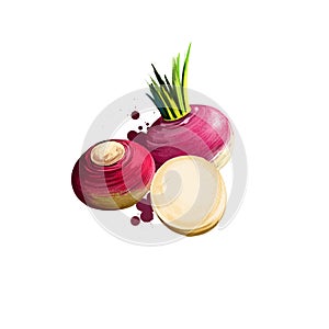 Digital art illustration of Rutabaga or Brassica napus isolated on white background. Organic healthy food. Red root vegetable.