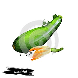 Digital art illustration of Zucchini, Courgette or Cucurbita pepo isolated on white background. Organic healthy food. Green