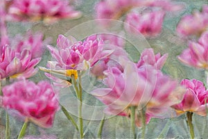 Digital art, pink tulip blooms