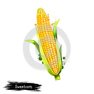 Digital art Sweet corn, sugar corn or Pole corn maize isolated on white background. Organic healthy food. Yellow vegetable. Hand