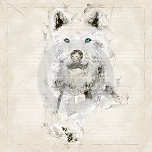 Digital artistic Sketch, based on a self-created 3D Illustration of a Wolf photo