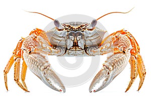 Digital artwork of hammer crab isolated on a white background, high quality, high resolution photo