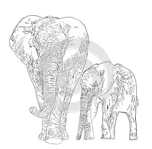 Digital black and white illustration drawing sketch family of elephants - mom and son on white isolated background