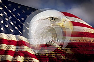 Digital composite: American bald eagle and flag is underlaid with the handwriting of the US Constitution photo