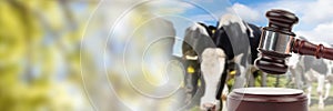 Gavel and cows on farm animal auction with transition photo