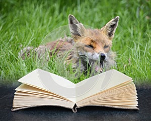 Digital composite of Stunning image of red fox vulpes vulpes in lush Summer countryside landscape in pages of open book