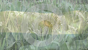 Digital composition of waving argentina flag against close up of crops in farm field