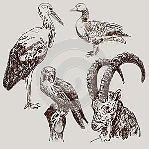 Digital drawing of stork, falcon, goose and goat