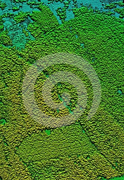 Digital elevation model of a forest area